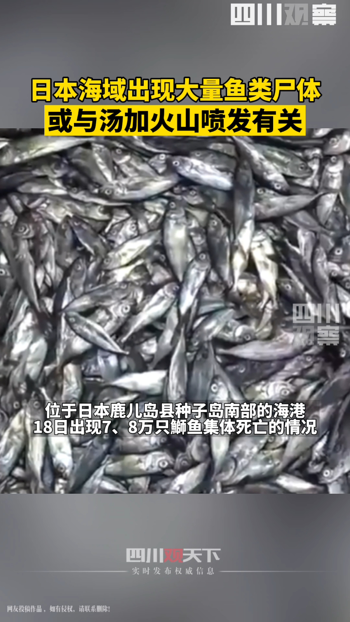 日本海域出现密密麻麻鱼类尸体,预计累计死亡的鰤鱼达10万条以上