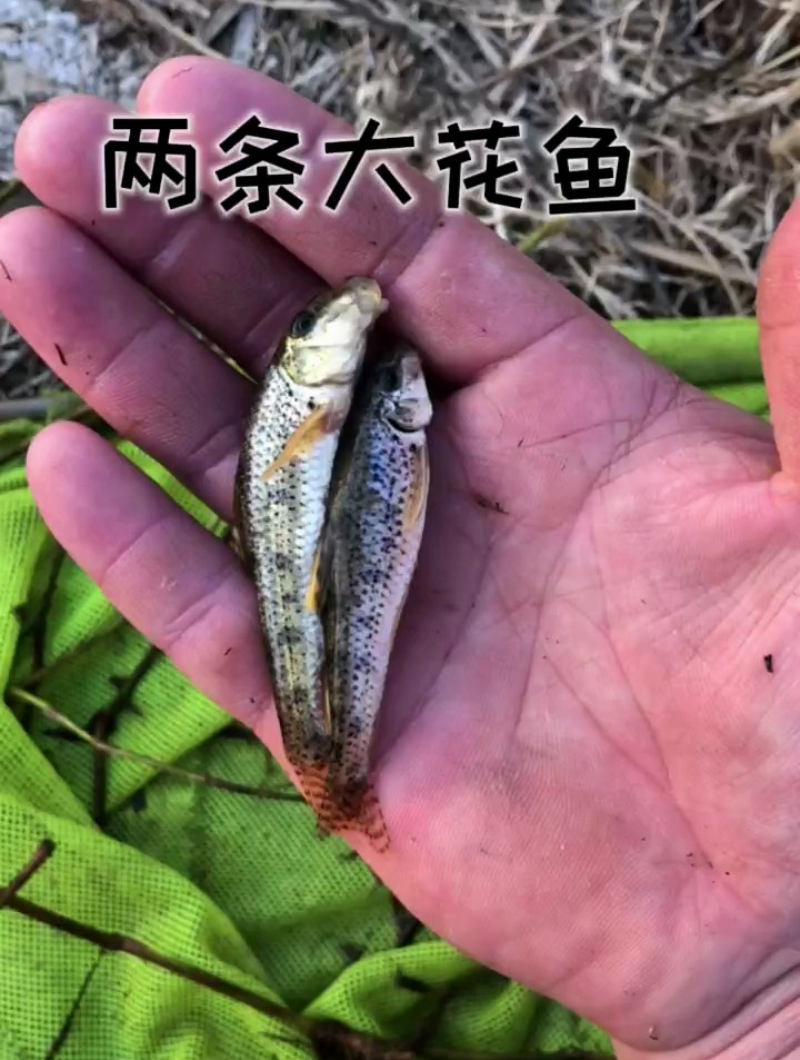 小河里抓到棒花鱼