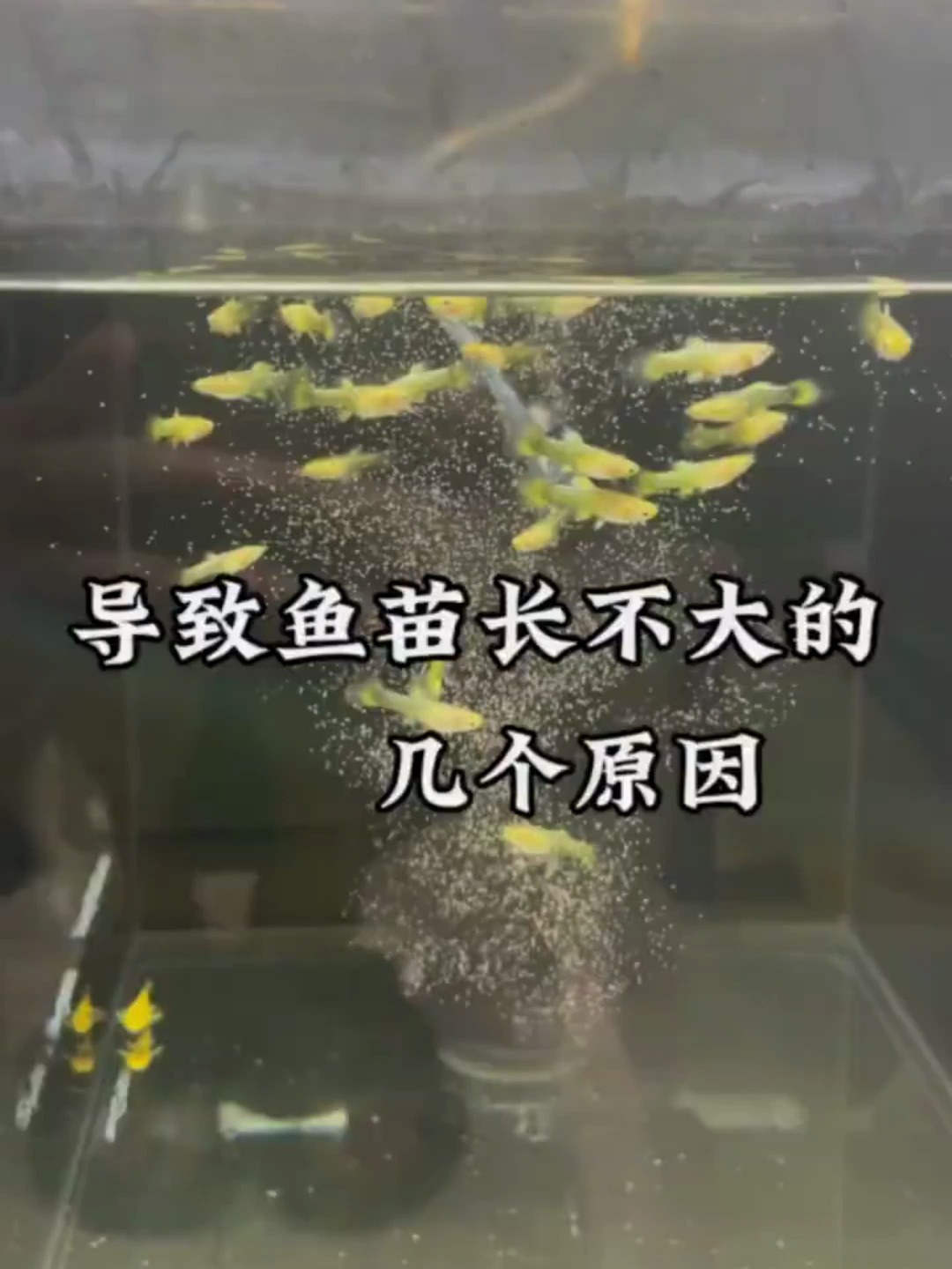 导致鱼苗长不大的几个原因?你都知道吗!