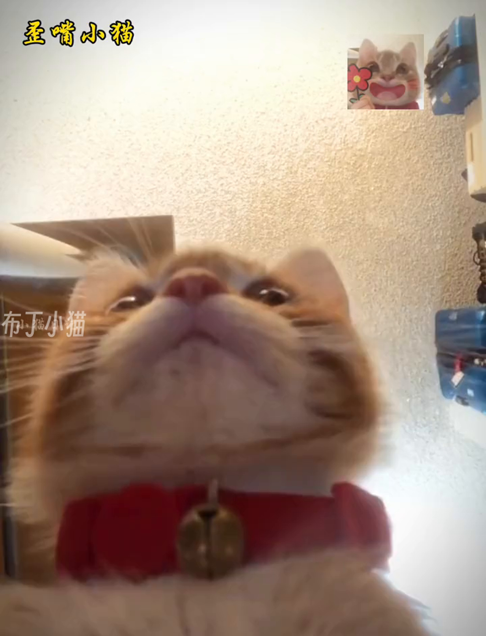 萌猫表情包大集合来袭,快来看看!