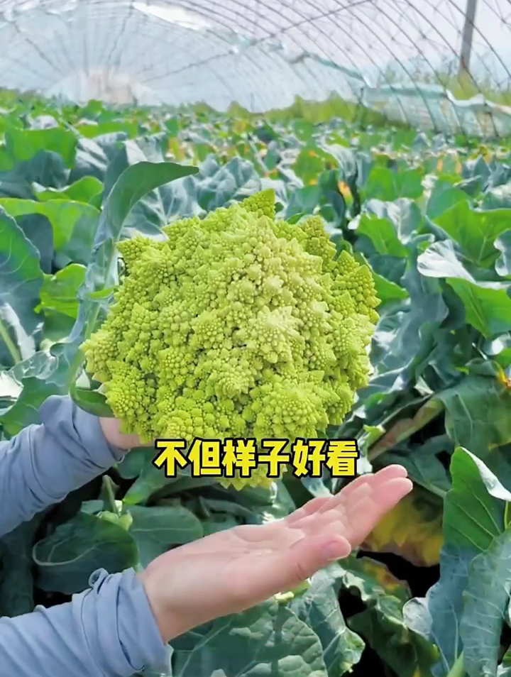 罗马花椰菜和西蓝花有什么区别?除了颜色你还知道什么不一样?