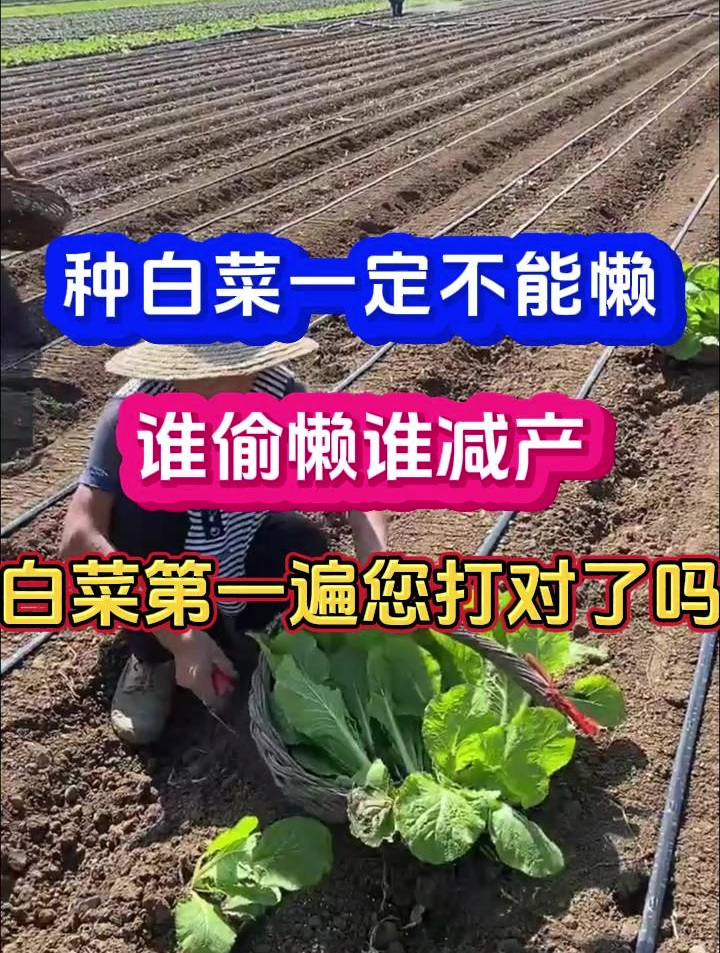 种白菜谁懒谁减产白菜出苗后第一遍药您打对了吗?