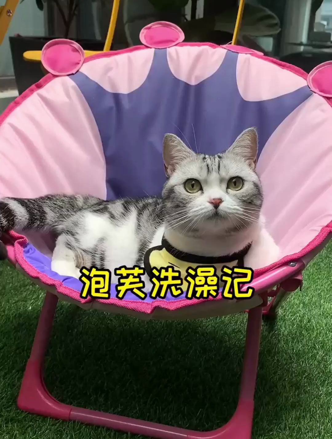 七个月了 泡芙终于洗澡了