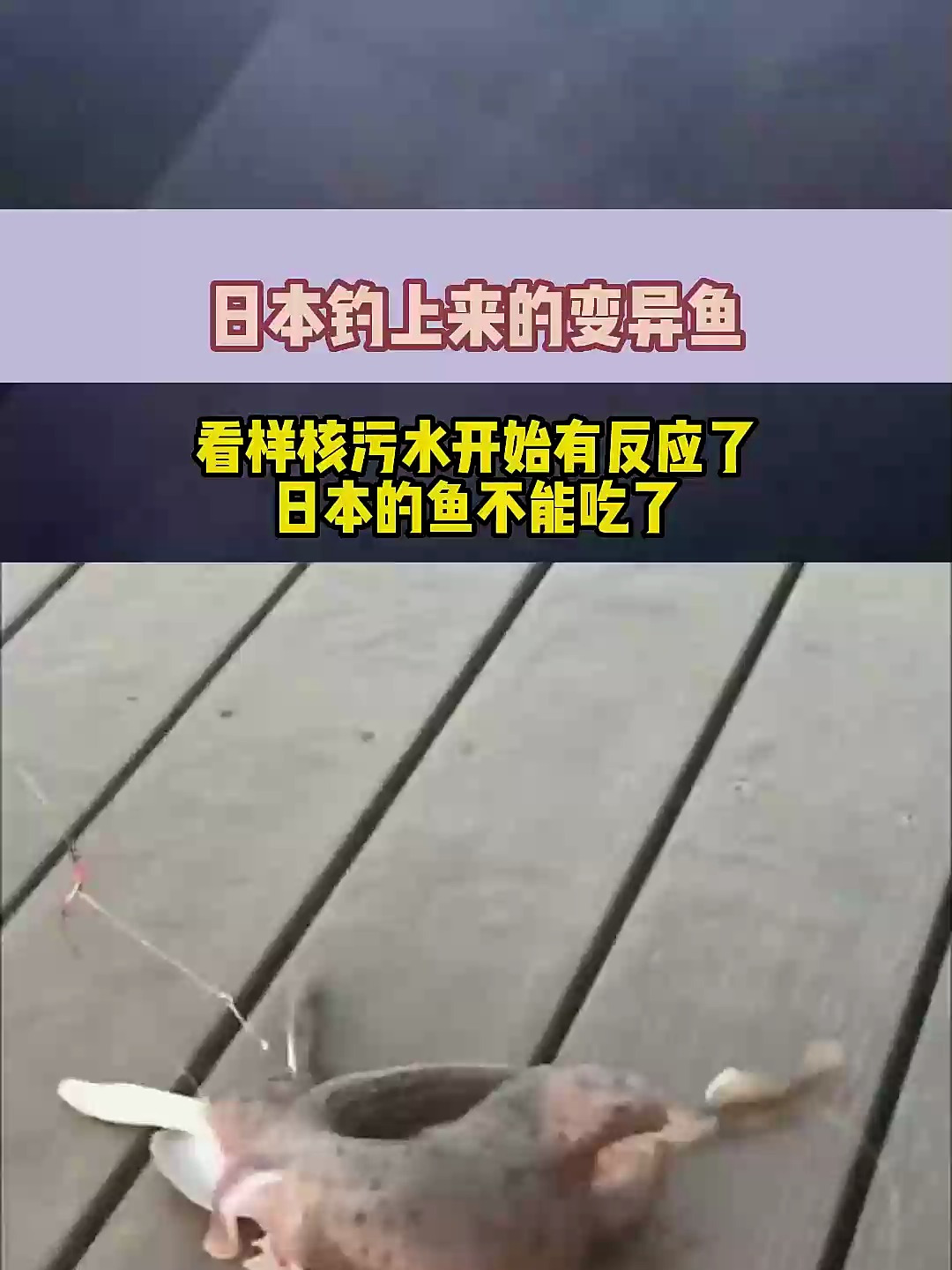 日本钓上来的变异鱼,看样核污水开始有反应了,日本的鱼不能吃了