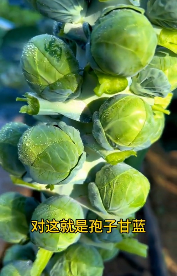 自己种的纯天然的绿色蔬菜孢子甘蓝,您见过吗?