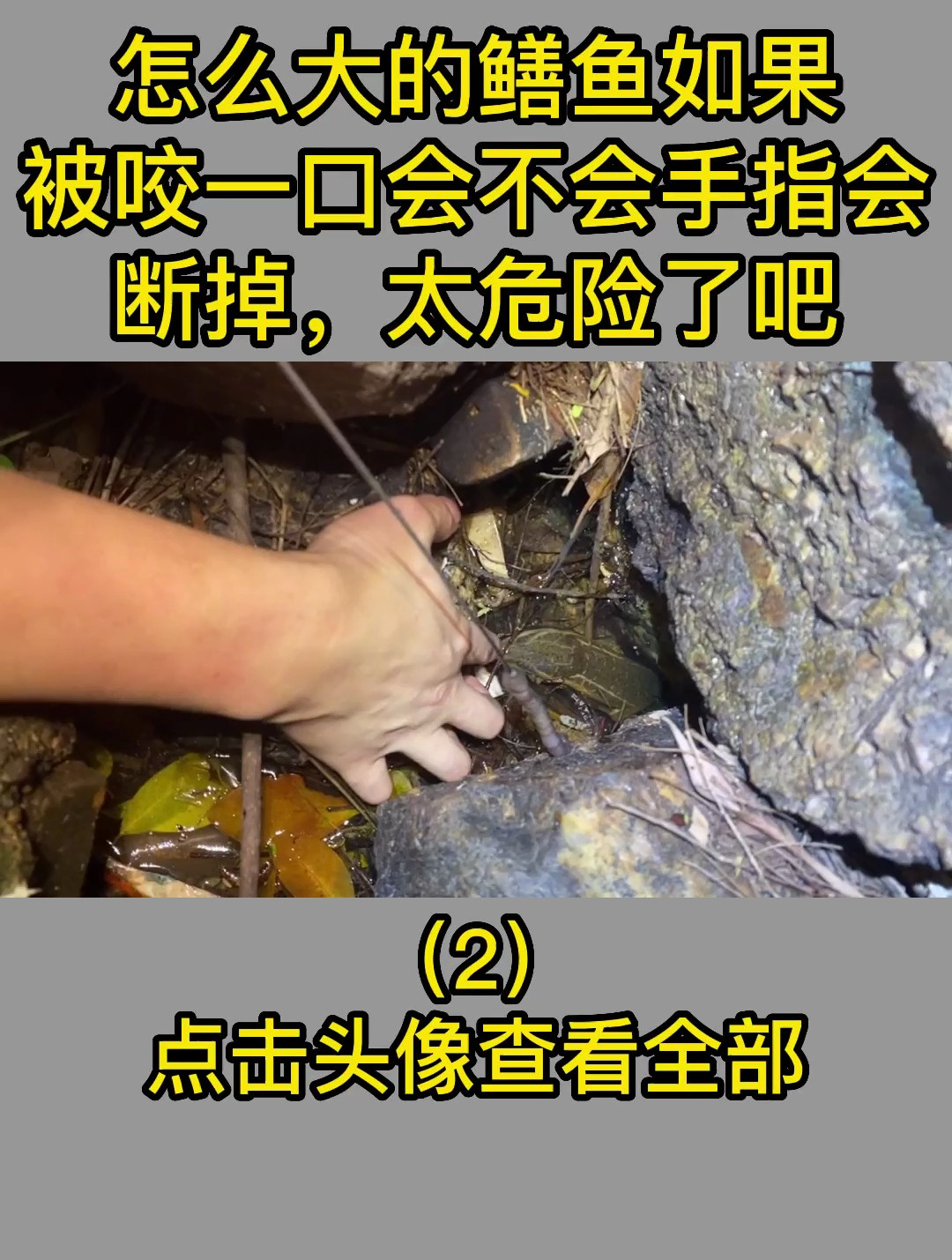 怎么大的鳝鱼如果被咬一口会不会手指会断掉,太危险了吧2