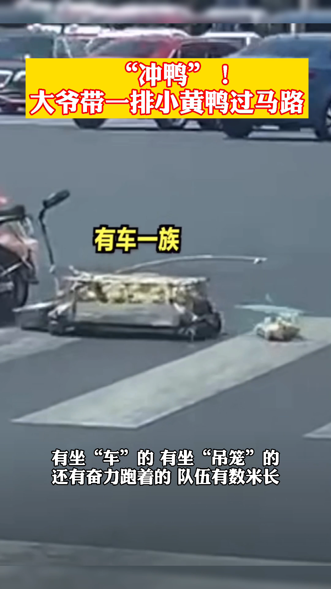 “冲鸭”!大爷带一排小黄鸭过马路