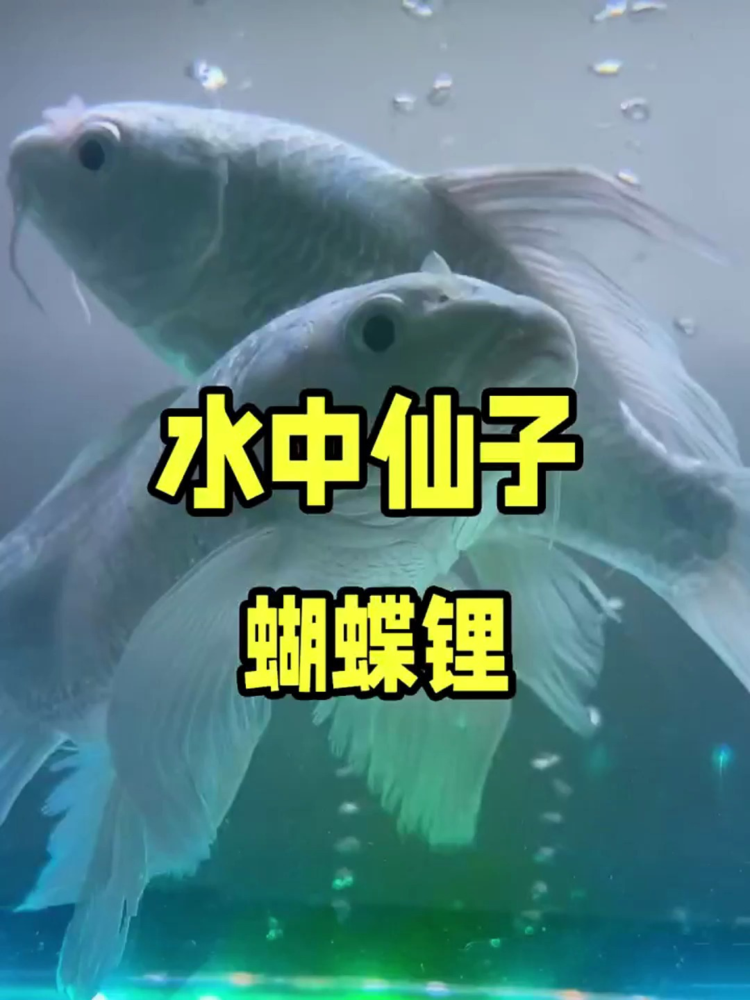 这鱼儿也太美了吧?难怪叫水中仙子!