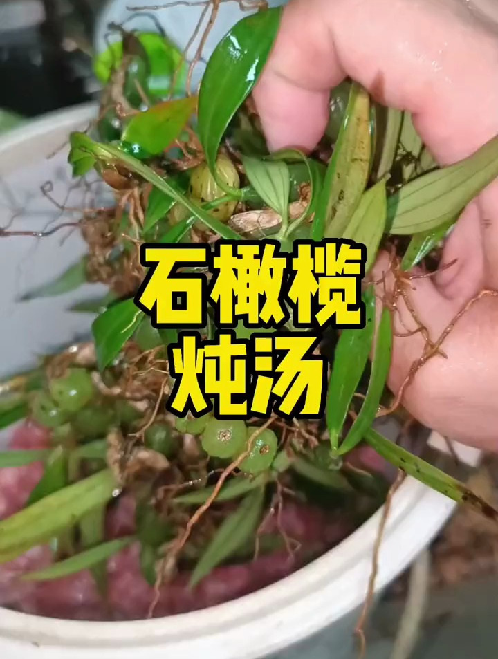石橄榄炖汤清热明目润肺生津
