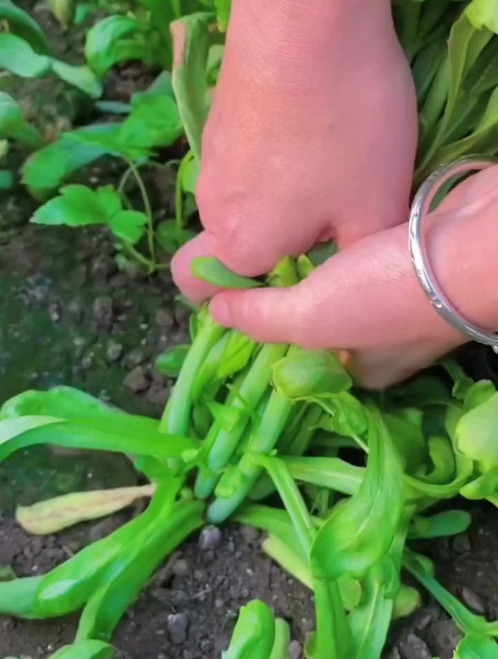 只爱长叶,不爱长杆的,大叶茼蒿你见过吗?