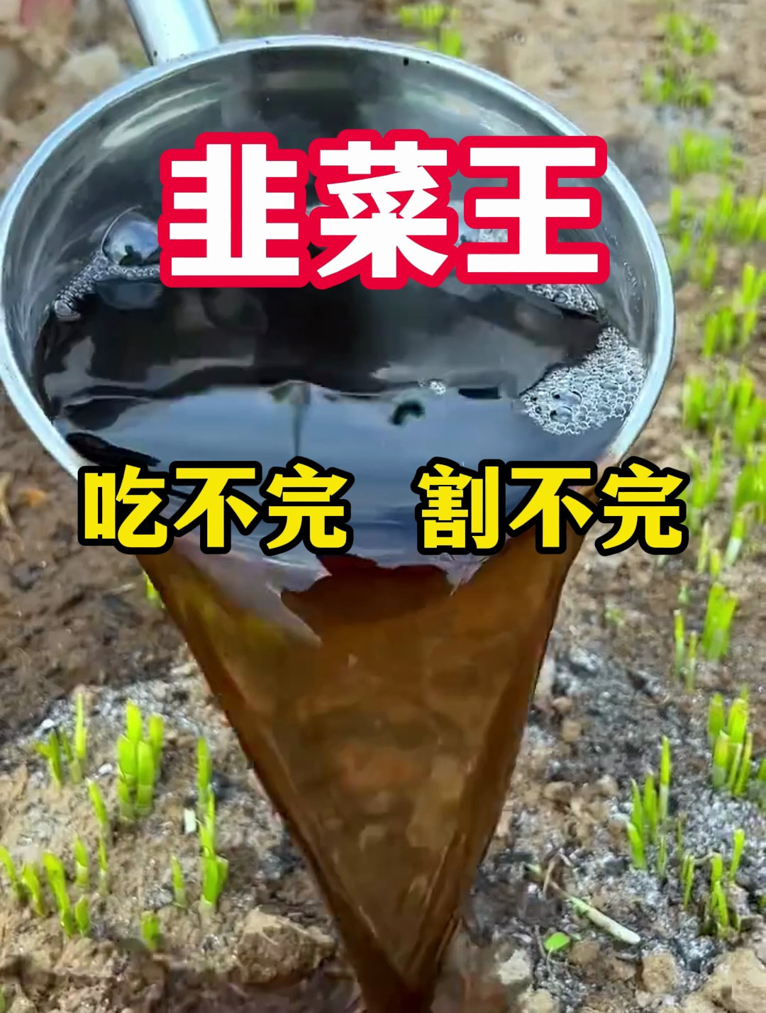 韭菜地里灌一罐,跟粗苗壮效果看得见,吃完一茬又一茬
