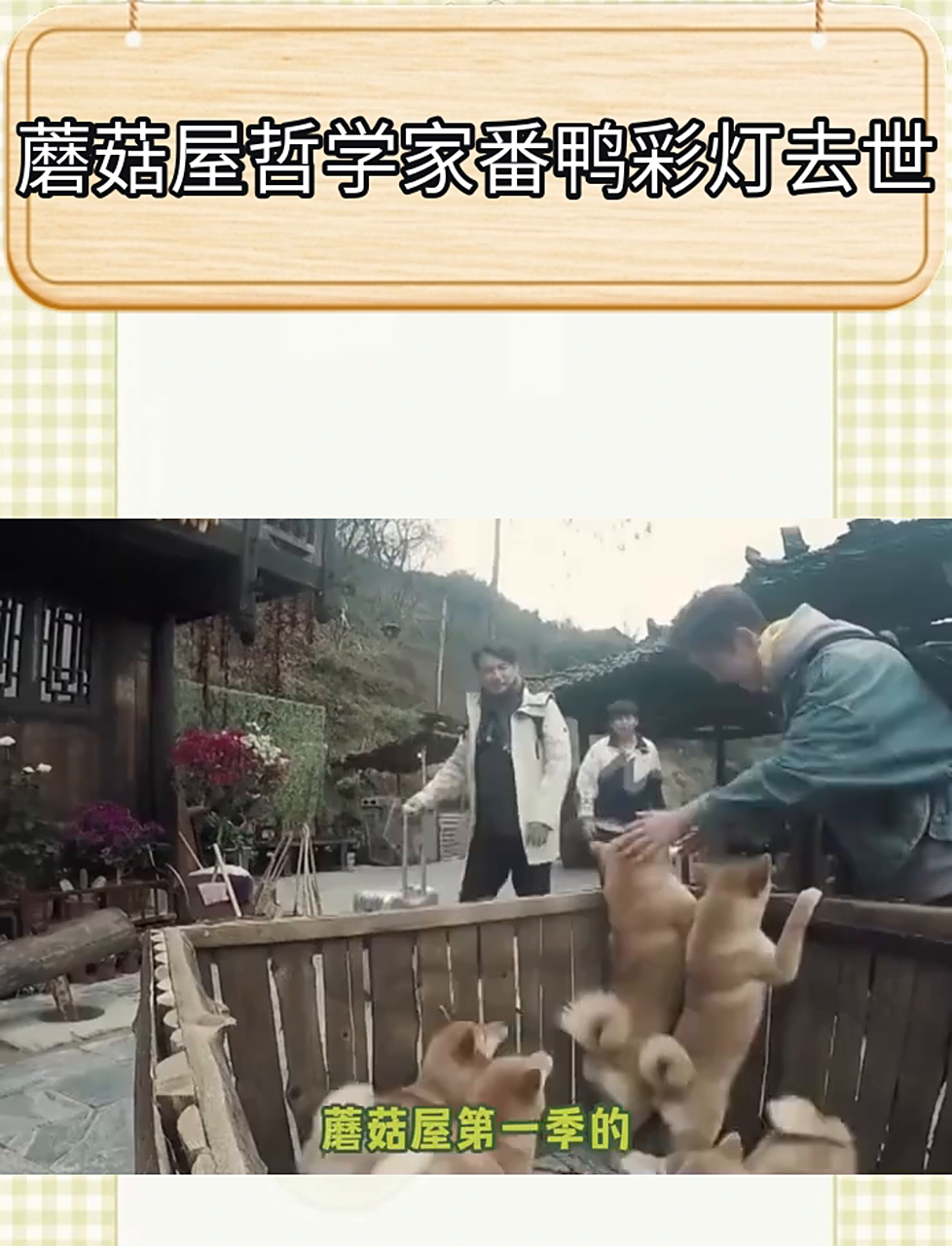 蘑菇屋的哲学大师番鸭,彩灯离世了
