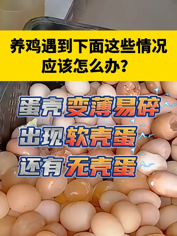 鸡蛋壳突然变薄易碎怎么办