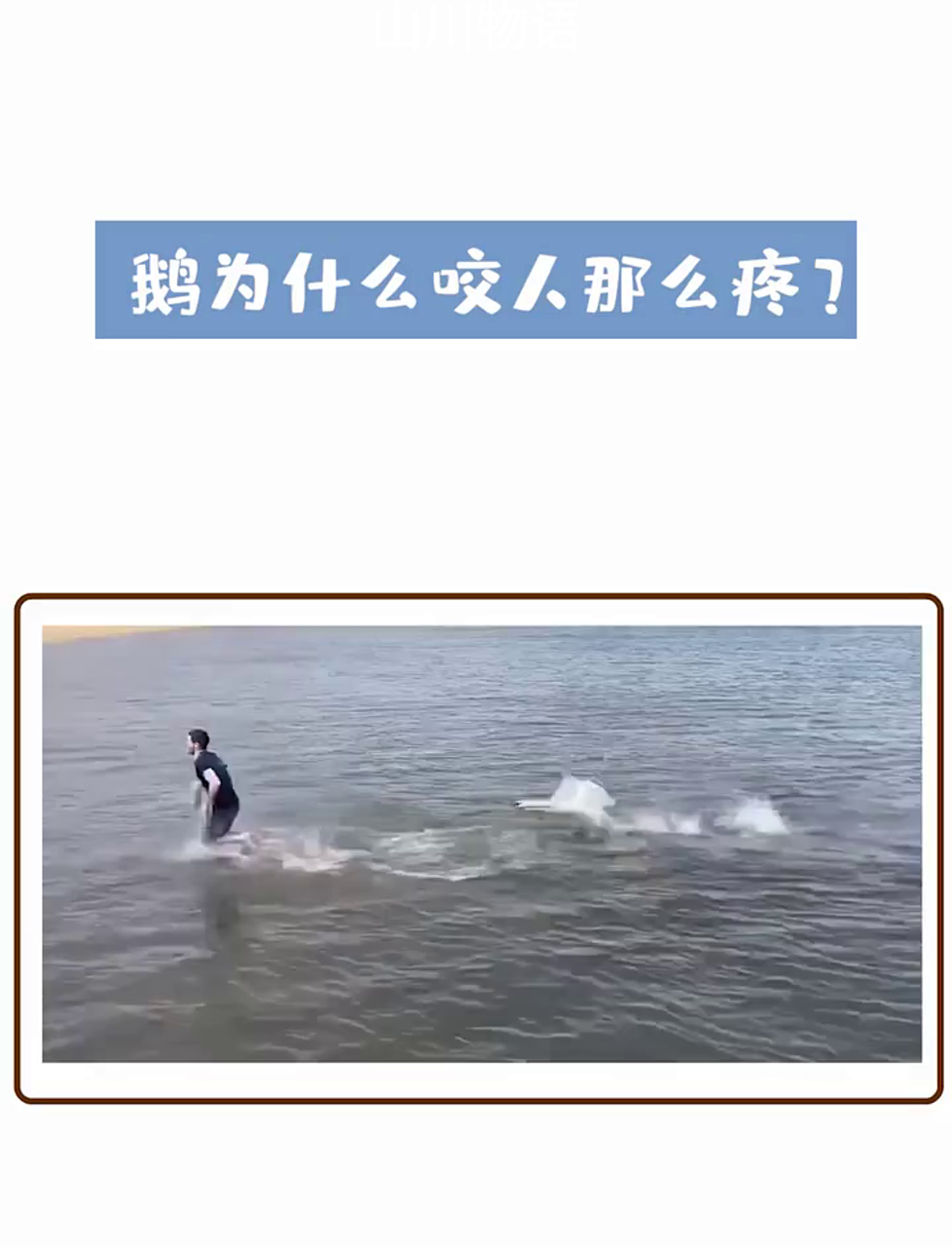 为啥大鹅啄人这么疼?