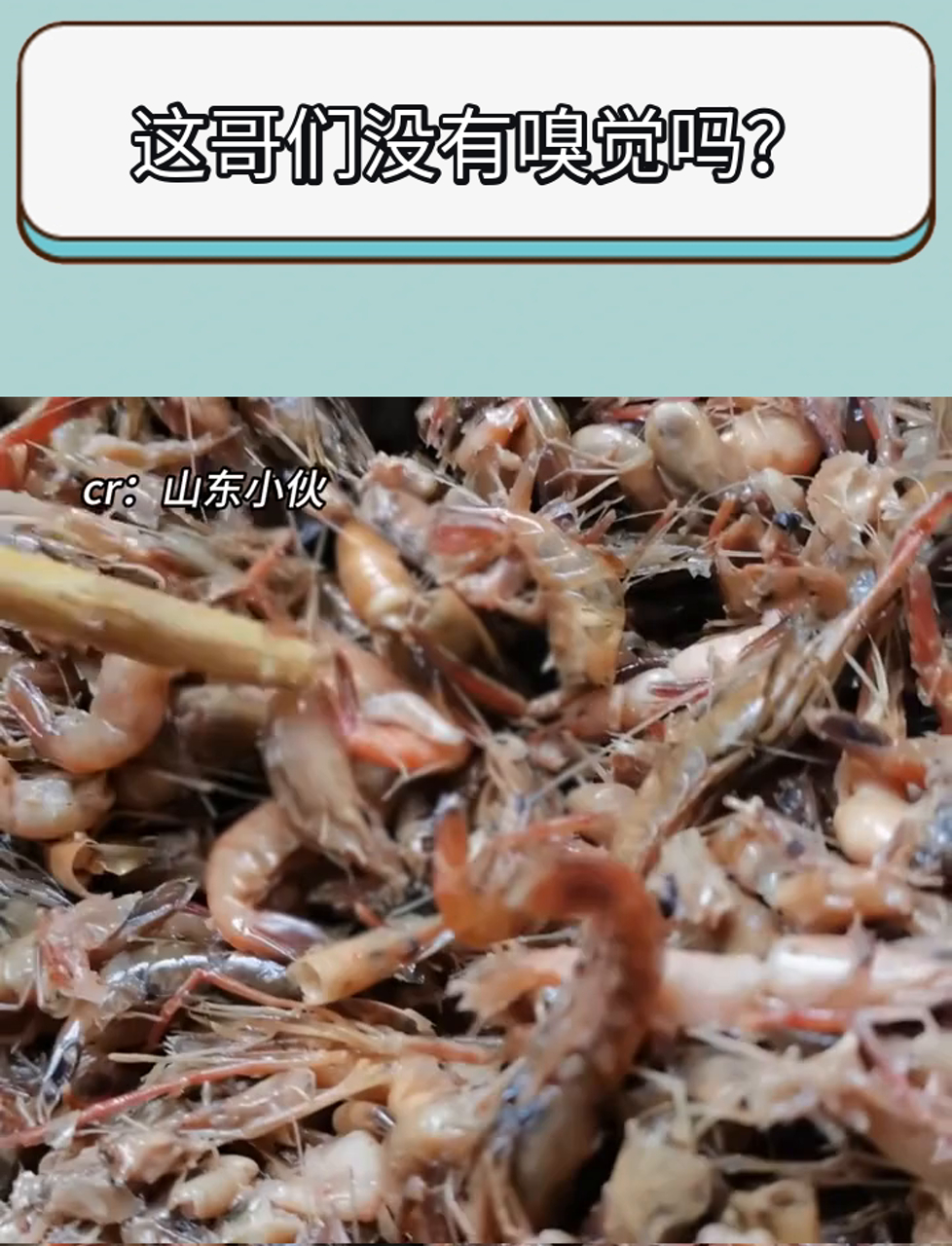 区在里头开机甲呢？一句虾成虾仁给我笑成雷霆了