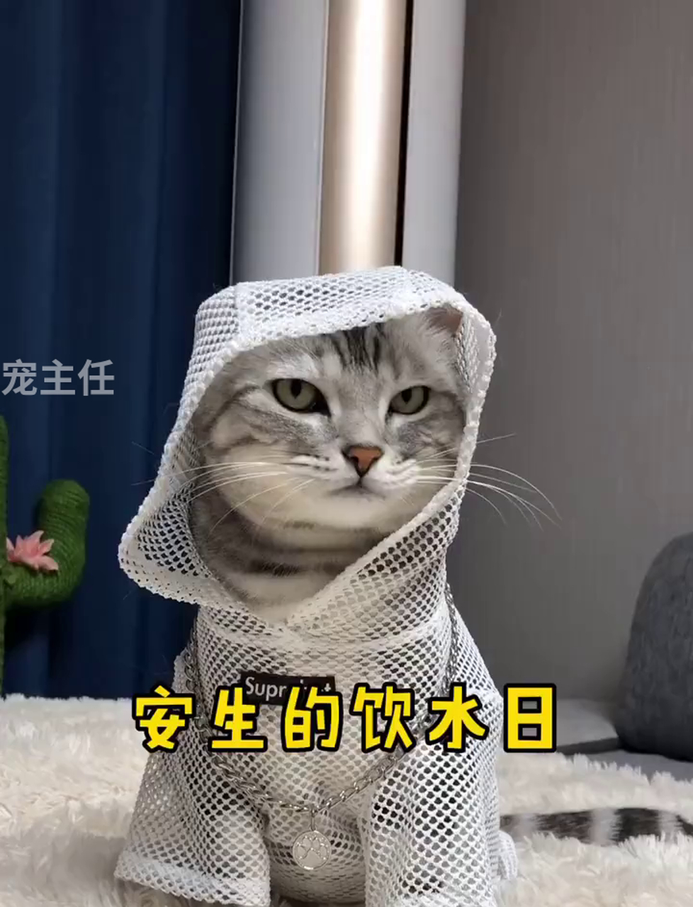 安生每天催着泡芙一起喝水,我狗粮吃得够够的了!