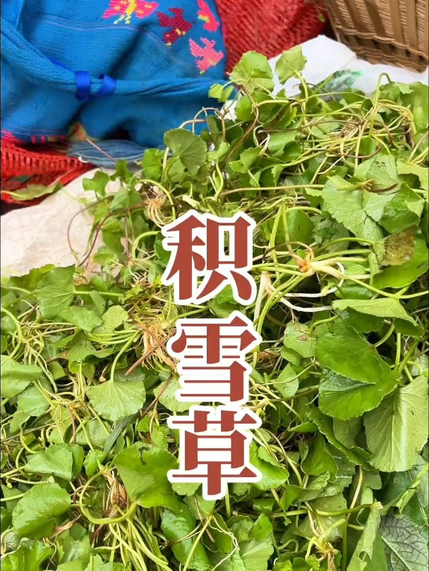 积雪草,在我们当地叫马蹄菜,用它炒鸡蛋饭,你们喜欢怎么吃呢?