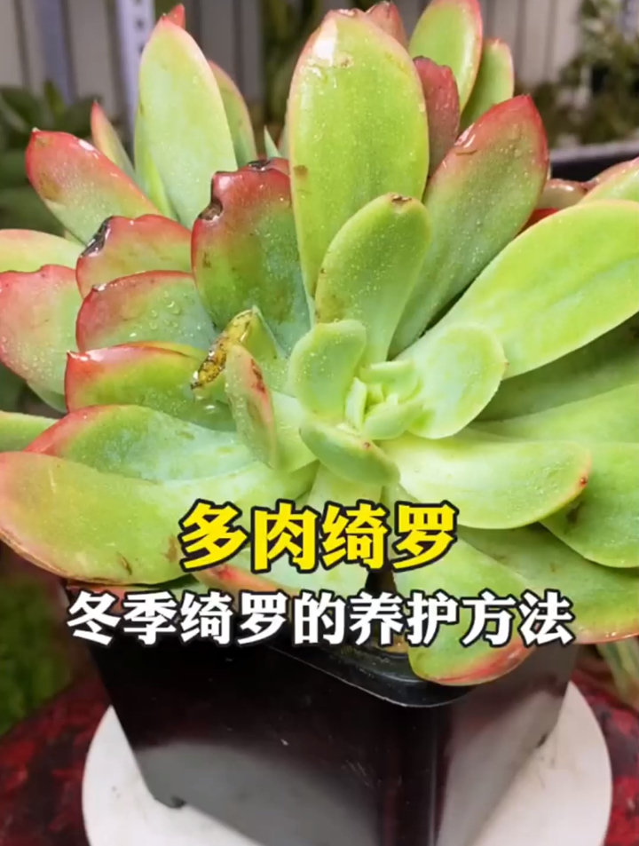 多肉绮罗冬季怎么养护呢?分享家庭养护小常识,看完了点赞收藏哦