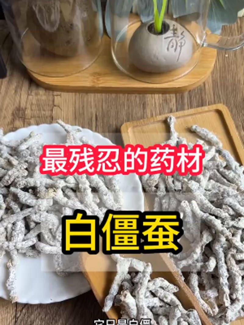 白僵蚕,是最残忍的中药材