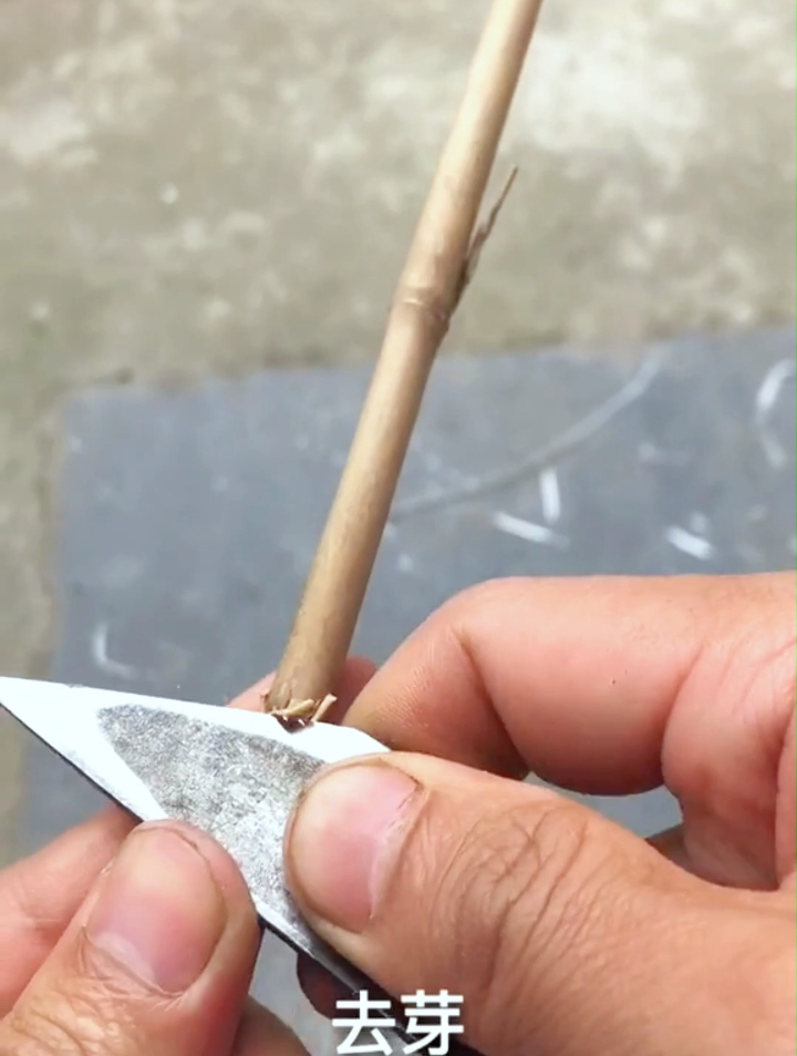 即将消失的传统,如何用竹子自制一根鱼竿