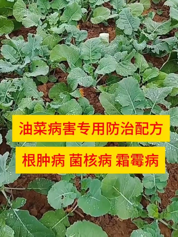 油菜出苗以后,各种病害就要提前预防了