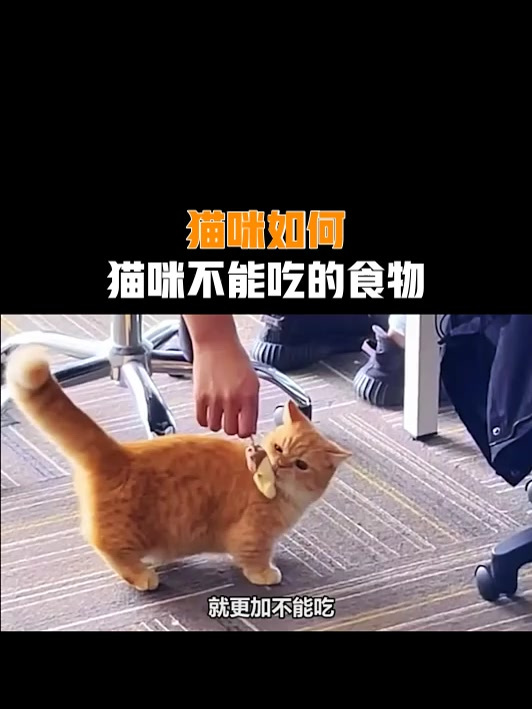 猫咪如何,猫咪不能吃的食物