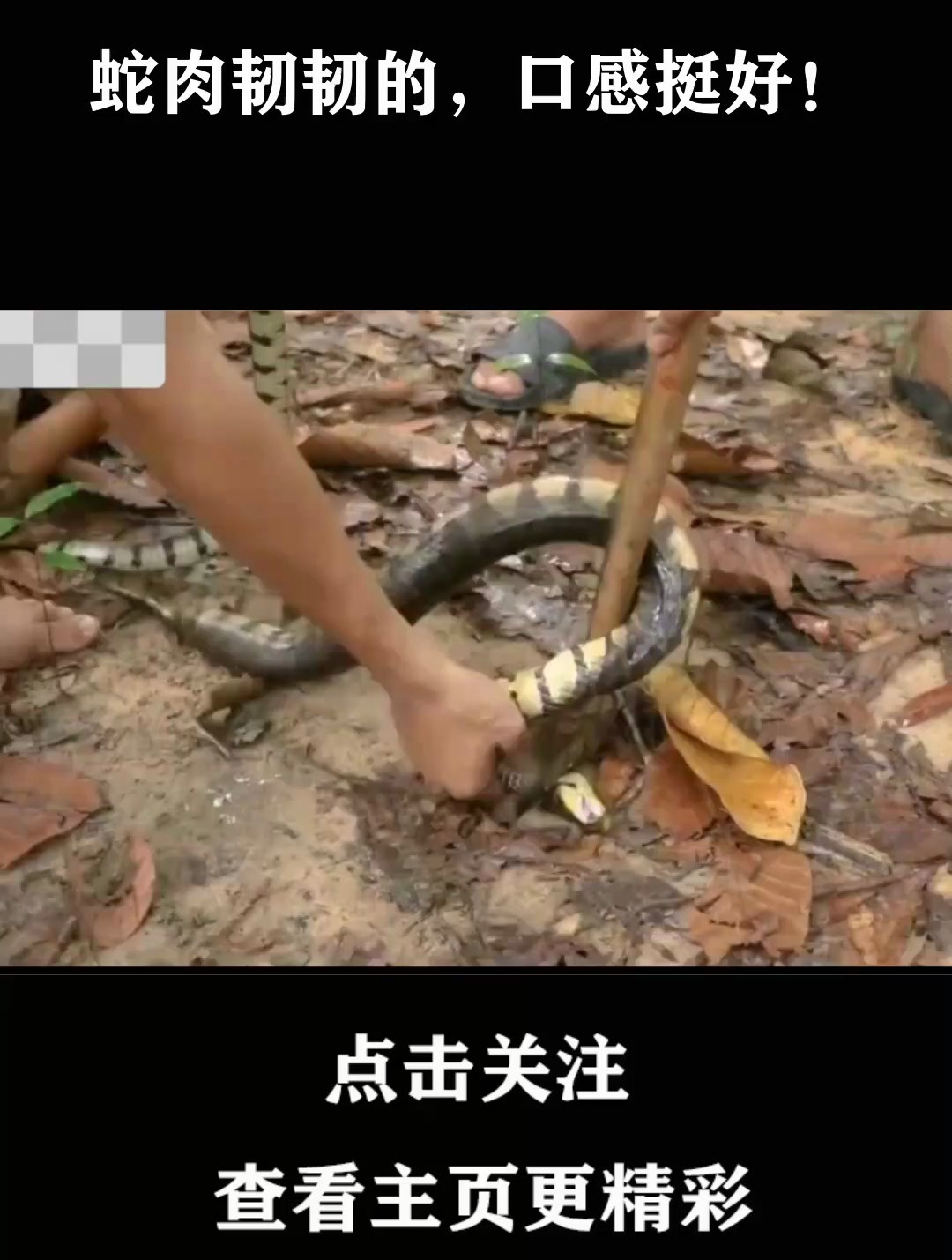 蛇肉韧韧的,口感挺好!