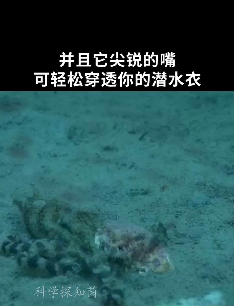 游泳时碰上蓝环章鱼了,怎么应对?