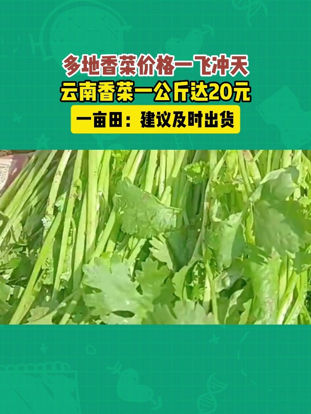 一亩田:多地香菜价格一飞冲天,云南香菜一公斤达20元!