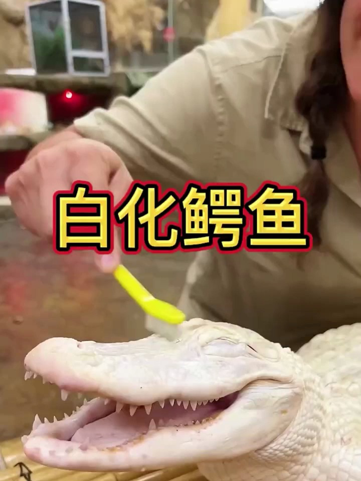 白化鳄鱼享受的眯起了眼