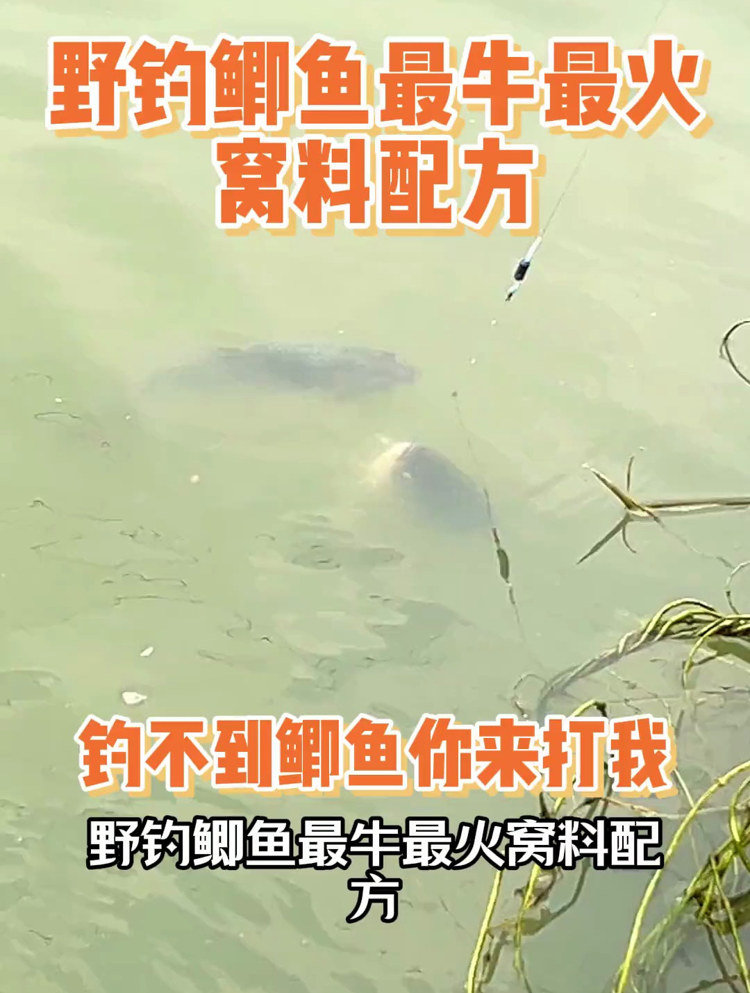 野钓鲫鱼最牛窝料配方,钓不到你来打我