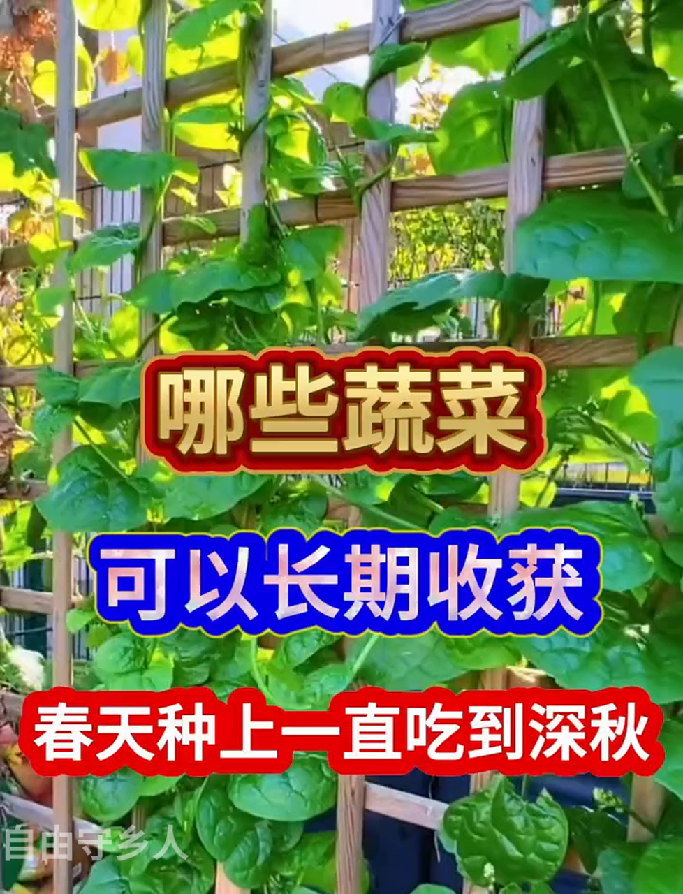 春天播种哪些蔬菜,能从夏吃到秋?
