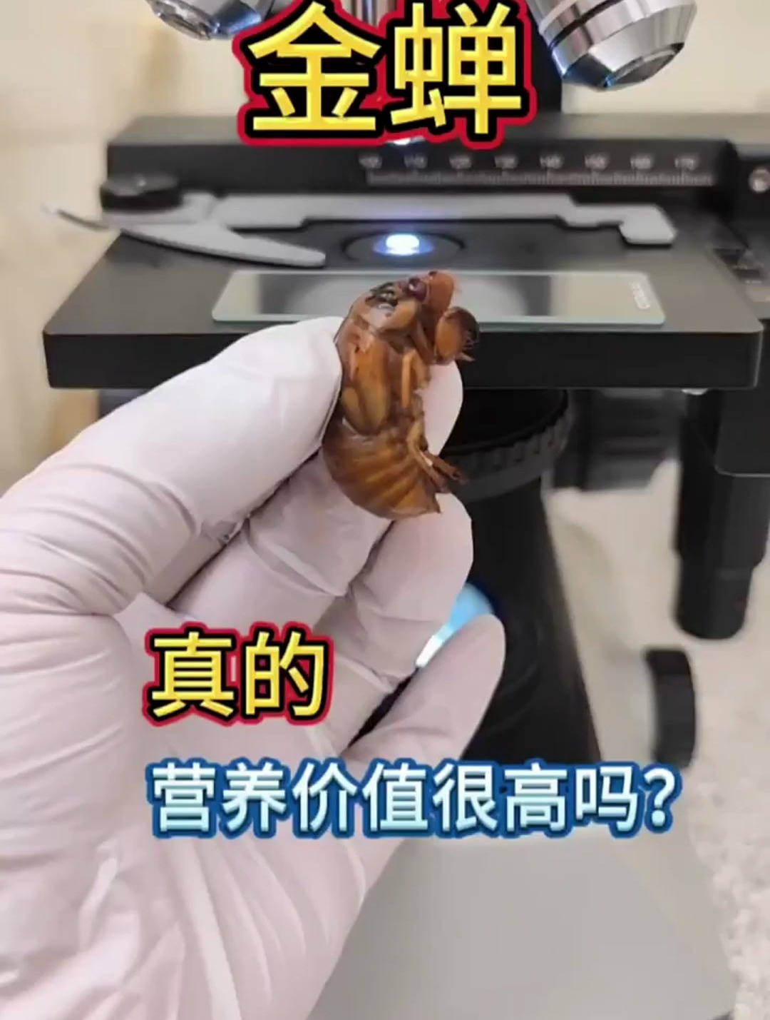 显微镜下的世界,金蝉放大,营养价值很高吗?