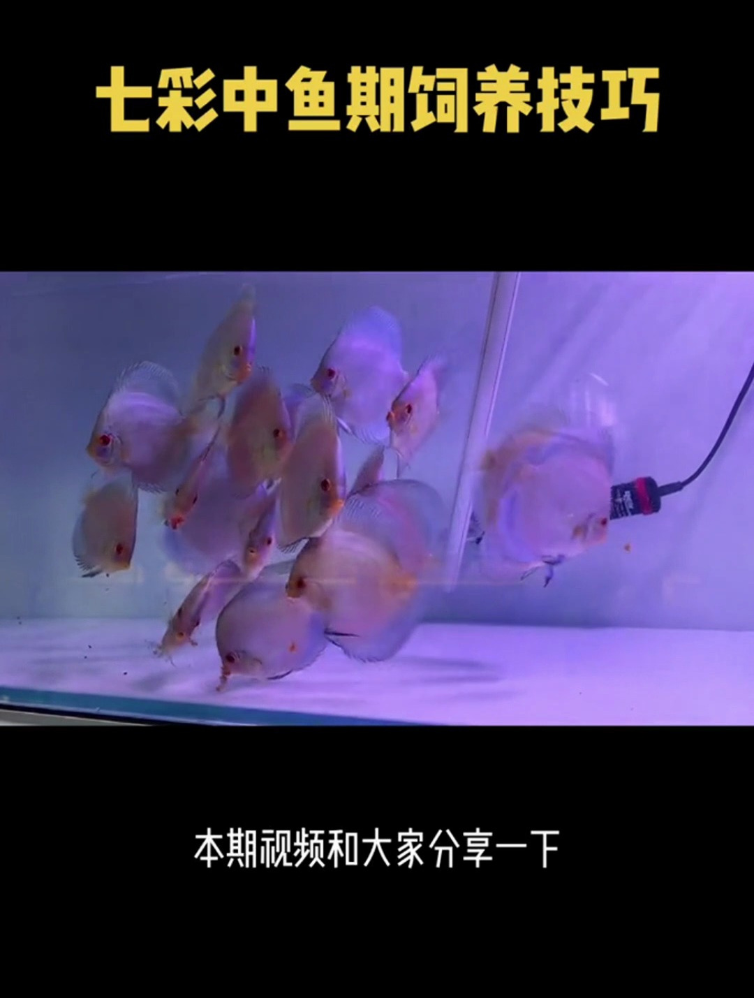 七彩神仙鱼中鱼期饲养技巧