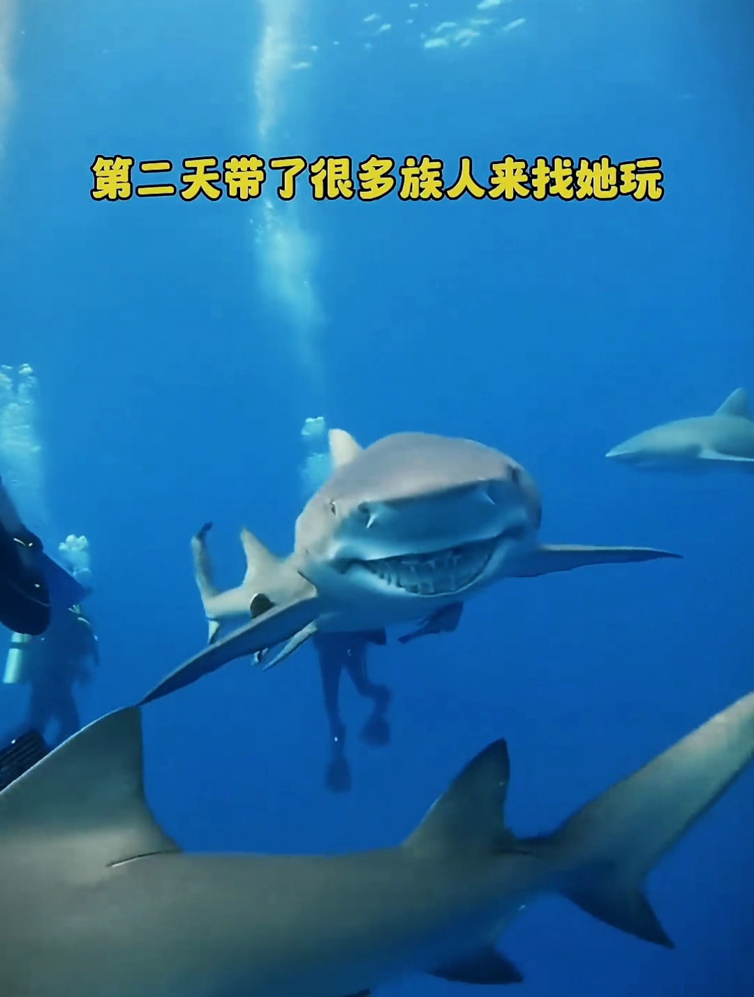 潜水员经常投喂鲨鱼,没想到鲨鱼不仅带族人见她,还带来意外惊喜
