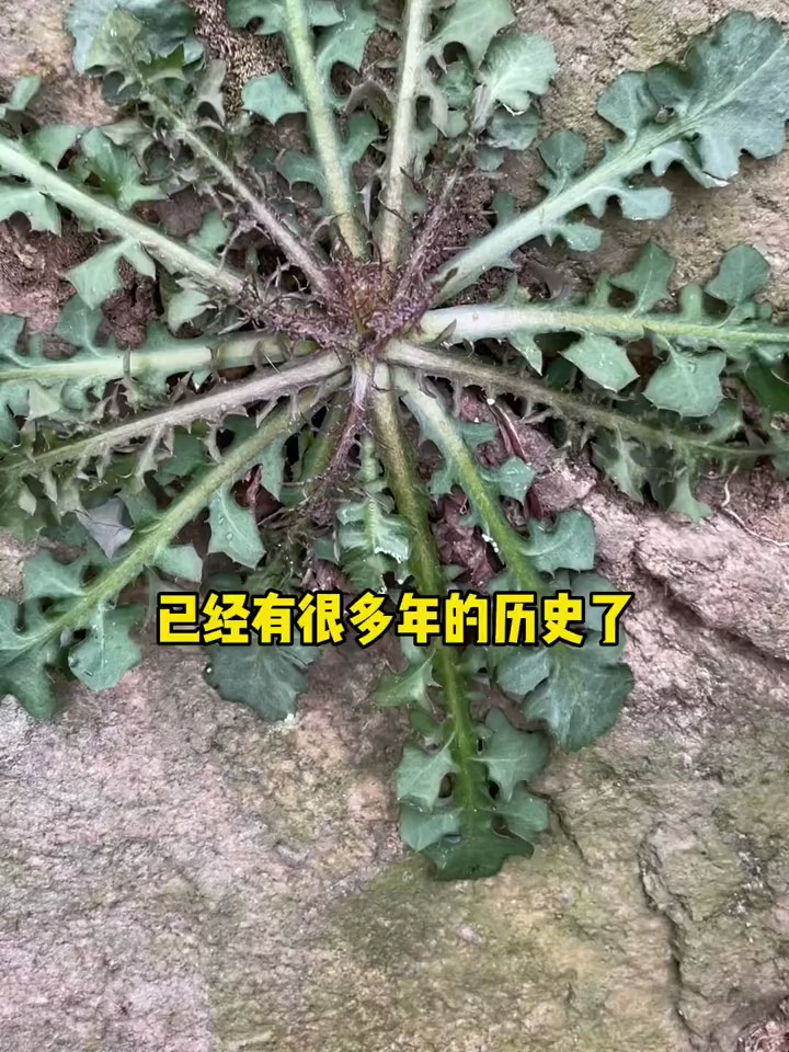 苦碟子是一种野菜,有着“败火草”之称,你的家乡又叫它什么呢?