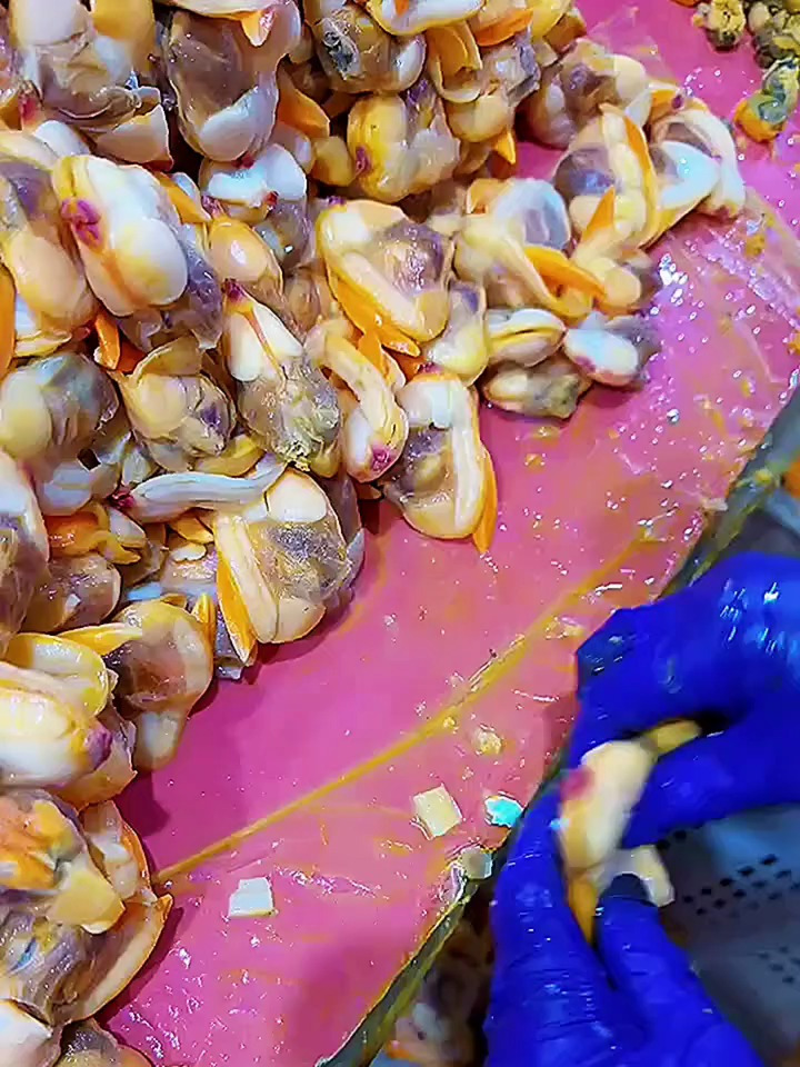 这种大个的蛤蜊肉呀要把里面的脏东西弄出来才可以吃