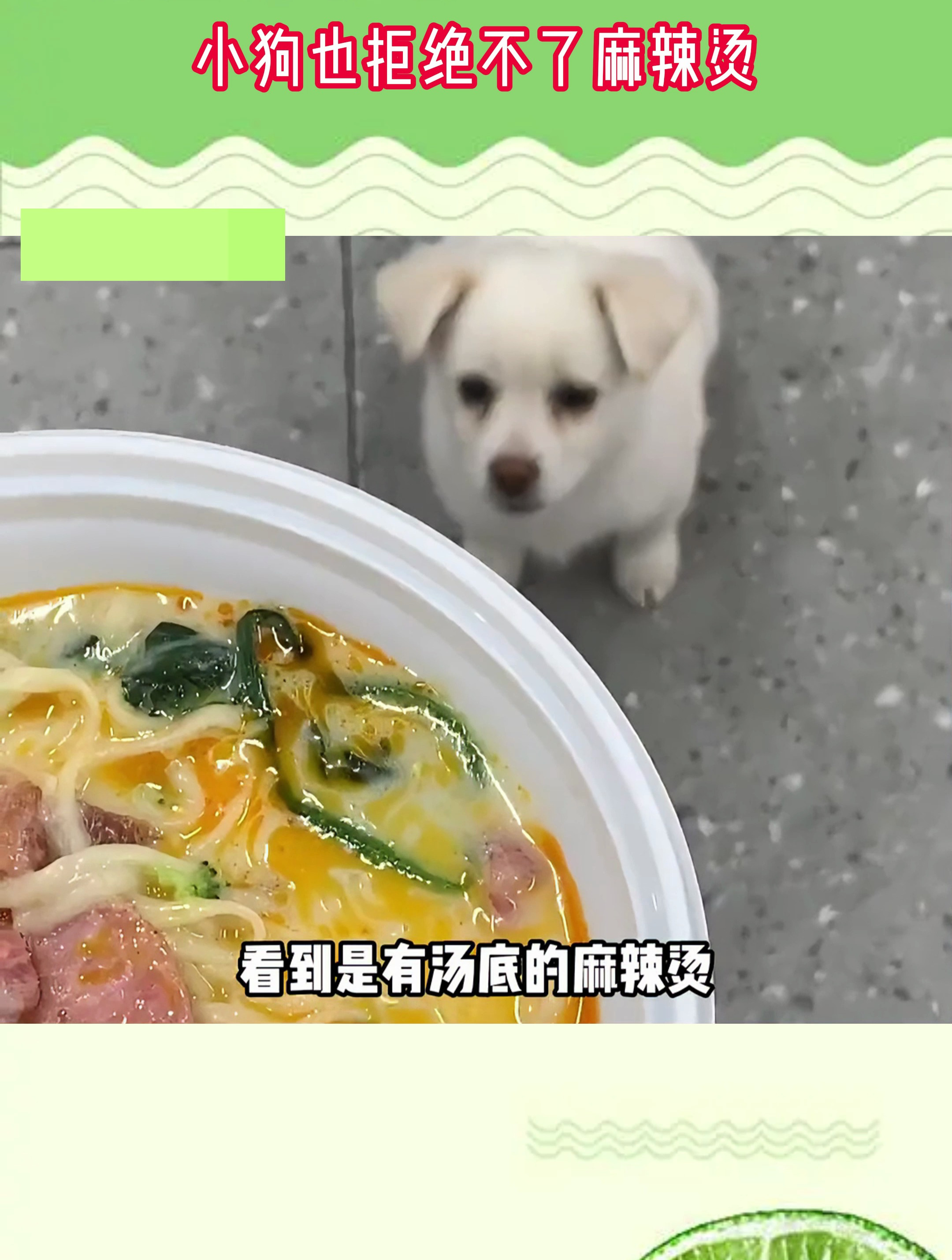 小狗也拒绝不了麻辣烫