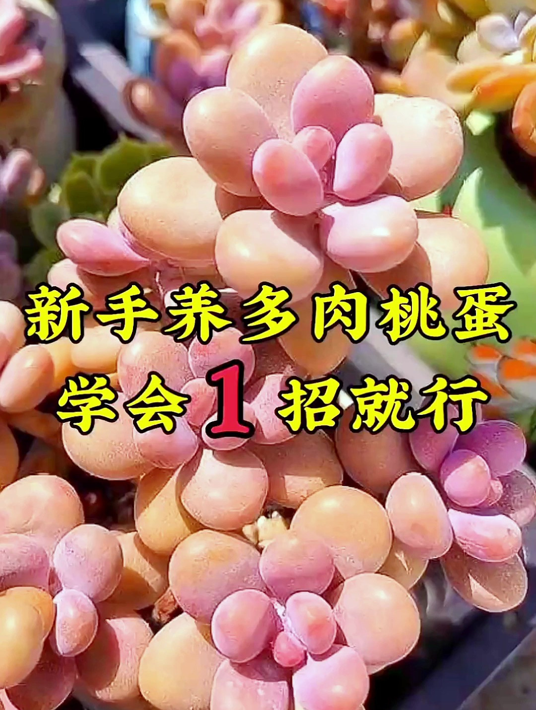 新手养多肉桃蛋,学会一招就行