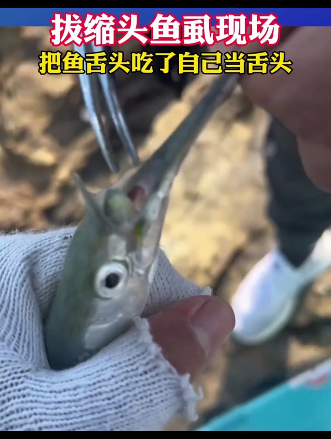 拔缩头鱼虱现场,把鱼舌吃了自己当舌头,这就是没手的重要性