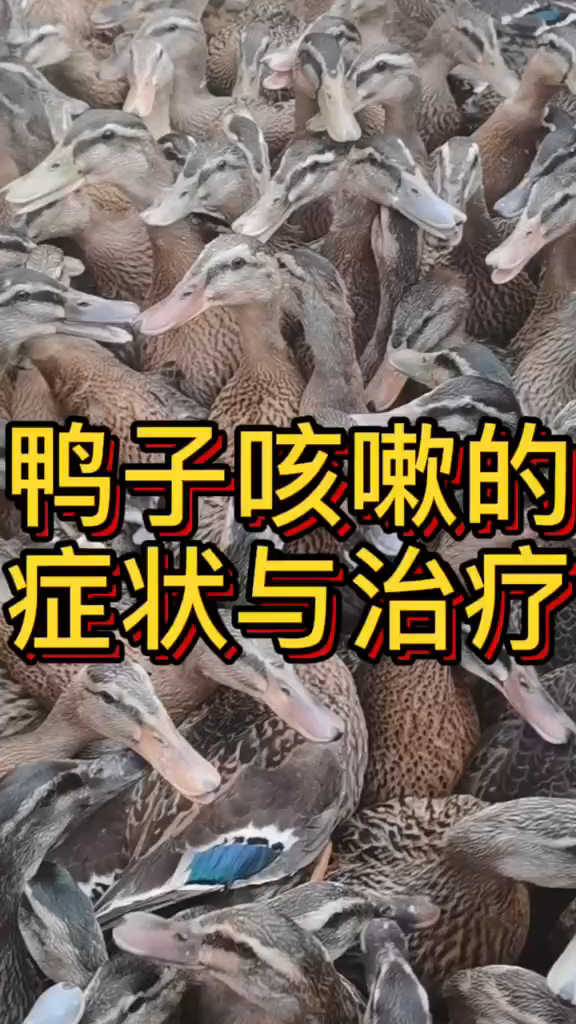 鸭子咳嗽什么原因引起的肉鸭咳嗽怎么办小鸭咳嗽用什么效果好鸭子感冒咳嗽如何预防
