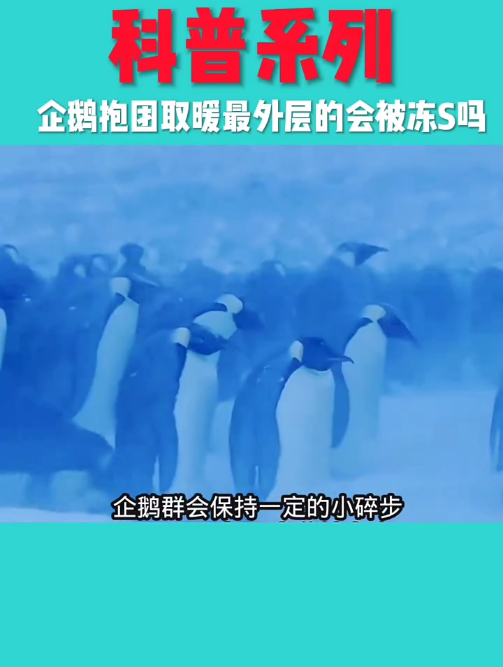 企鹅抱团取暖的时候最外层的会被冻死吗?