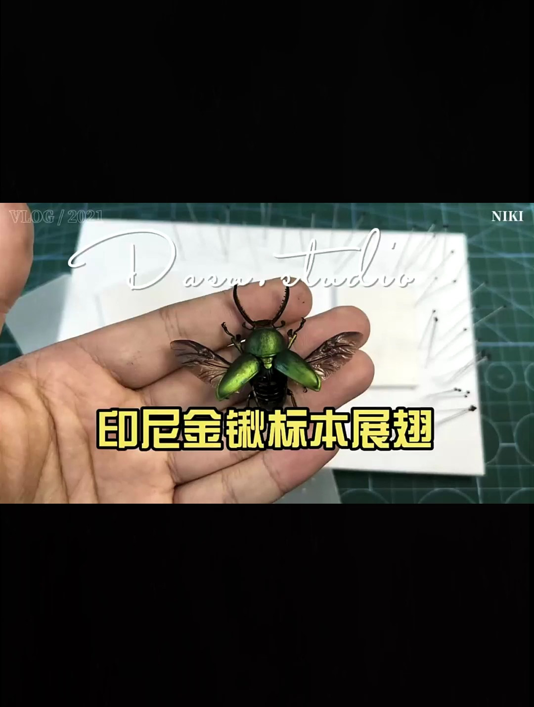 昆虫标本制作,印尼金锹展翅标本,简单易学