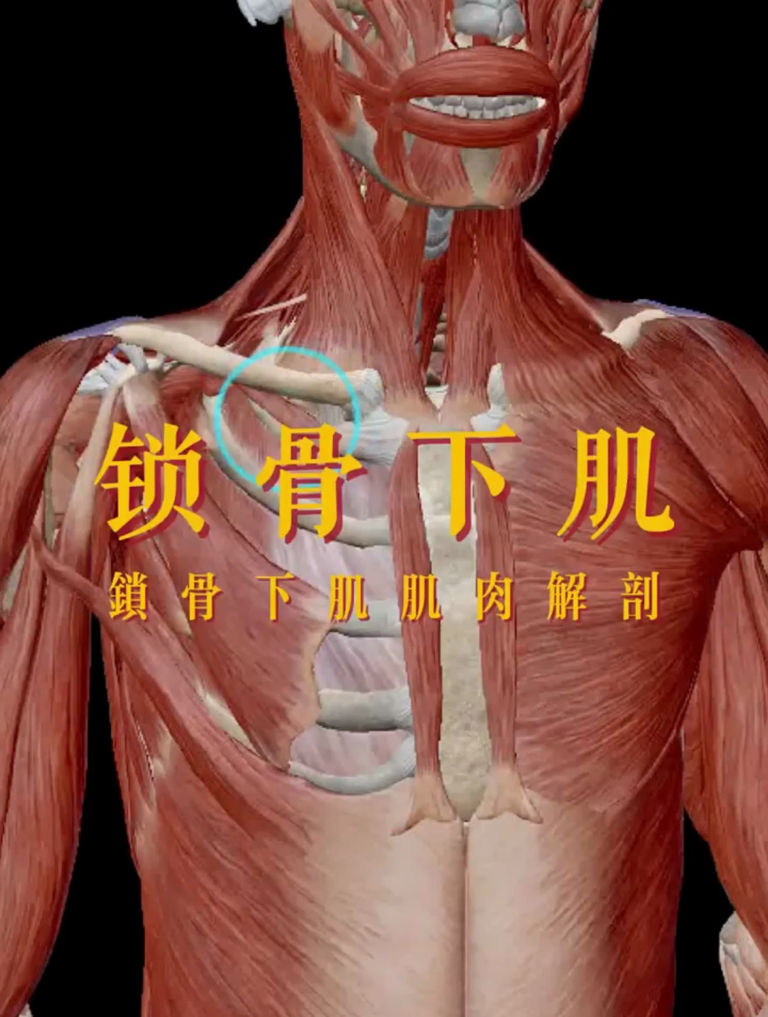 锁骨下肌肌肉解剖