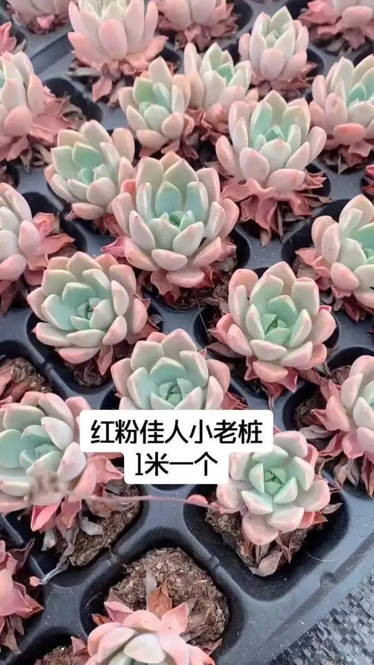 红粉佳人,多肉植物,小老桩
