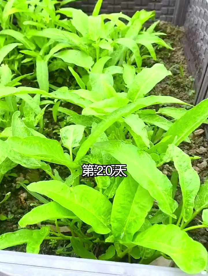 种植空心菜全过程,教你1个小技巧,20多天就能长爆盆值得一试!