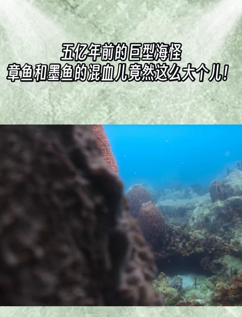 五亿年前的巨型海怪,章鱼和墨鱼的混血儿竟然这么大个儿!