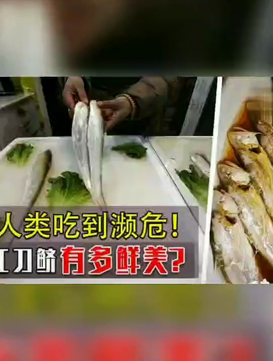 8000一斤长江刀鲚被吃到濒危,30年才发现1尾