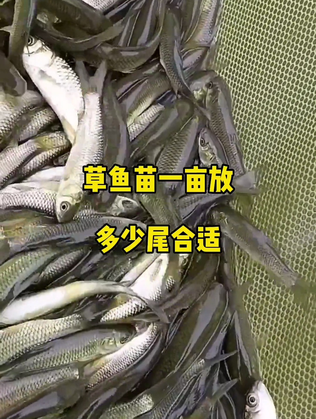 草鱼苗一亩放多少围合适,分享水产养殖技术