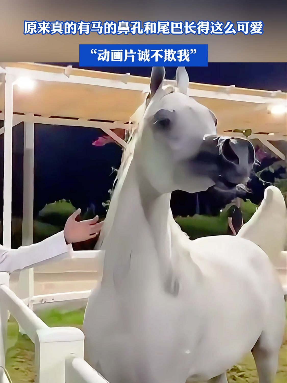 原来真的有马的鼻孔和尾巴长得这么可爱,“动画片诚不欺我”